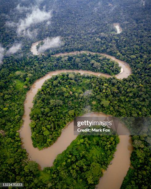 amazon rainforest, ecuador - amazon rainforest fotografías e imágenes de stock