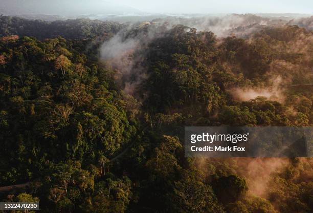 amazon rainforest, ecuador - foret amazonienne photos et images de collection