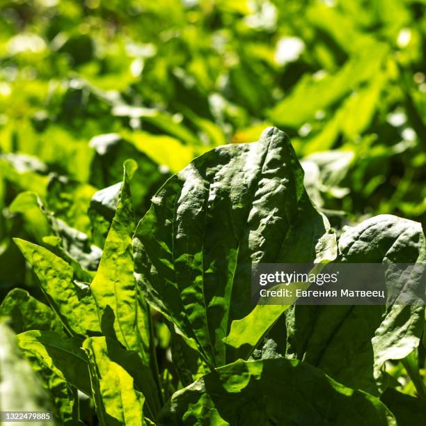 plantain plantago major green leaves on natural grass background sunny day close up - plantago major stock pictures, royalty-free photos & images