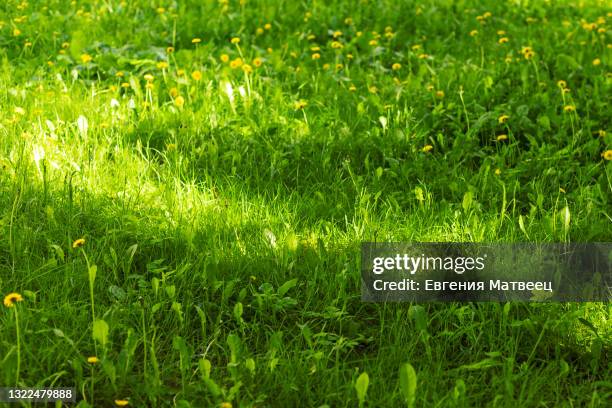 dandelion taraxacum yellow flowers on green grass background. close up. copy space. - spring wildflower stock pictures, royalty-free photos & images