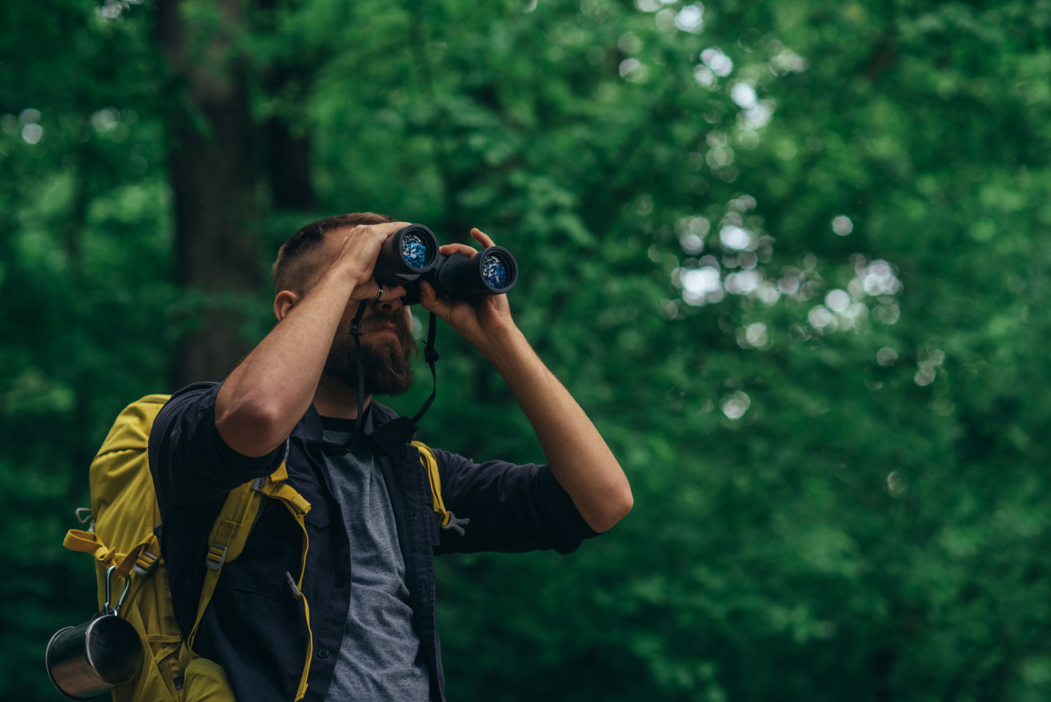 forest monitoring