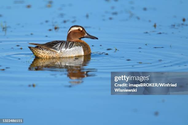 garganey (anas querquedula), standing in riparian vegetation, duemmer, germany - garganey anas querquedula stock pictures, royalty-free photos & images