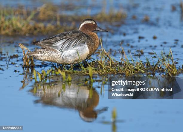 garganey (anas querquedula), standing in riparian vegetation, duemmer, germany - garganey anas querquedula stock pictures, royalty-free photos & images