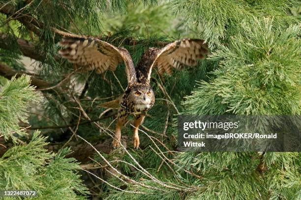 eurasian eagle-owl (bubo bubo) flying, wildlife, black forest, baden-wuerttemberg, germany - eurasian eagle owl stock pictures, royalty-free photos & images