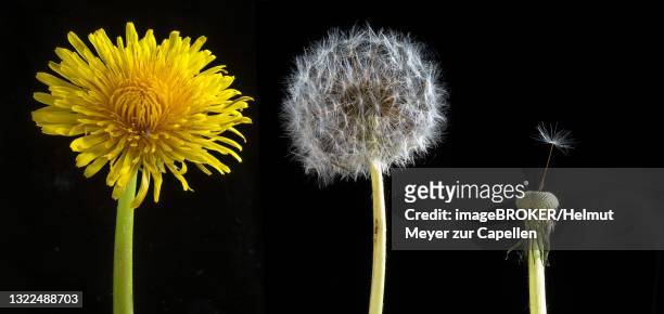 flower and seedhead of common dandelion (taraxacum sect. ruderalia) on black background, studio photograph, germany - leontodon stock pictures, royalty-free photos & images
