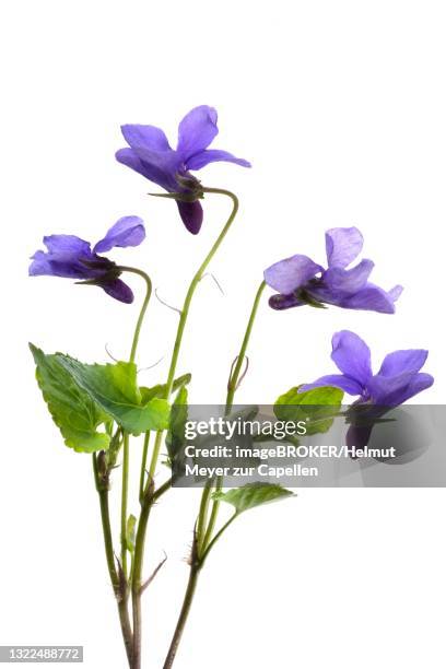 wood violet (viola odorata) flowers on white ground, germany - viola odorata stock pictures, royalty-free photos & images