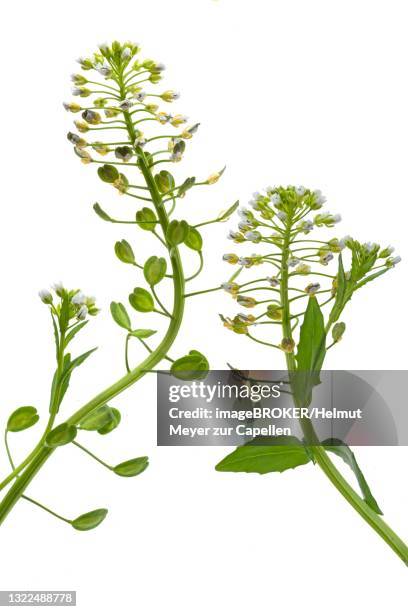 flowers of field cinquefoil (thlaspi arvense) on a white background, germany - thlaspi arvense stock pictures, royalty-free photos & images