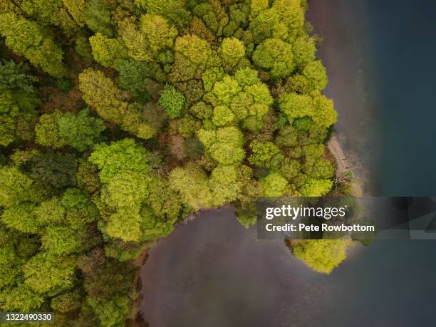 trees on the lake - copeland england stock pictures, royalty-free photos & images