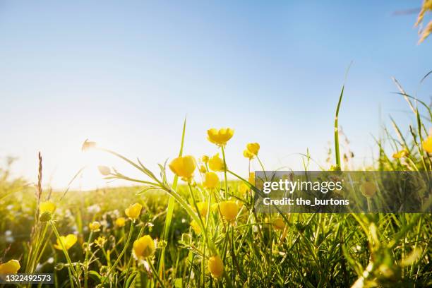 close-up of yellow buttercups on meadow against sunlight and blue sky - frühlingswiese stock-fotos und bilder