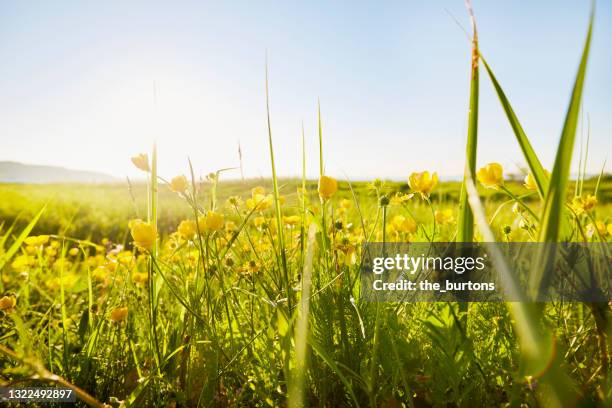 yellow buttercups on meadow against sunlight and blue sky - blumenwiese stock-fotos und bilder