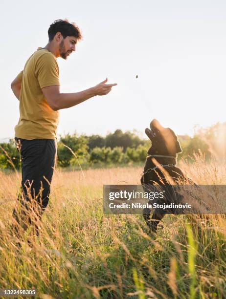 a man is playing with his dogs in the field - man reliable learning stock pictures, royalty-free photos & images