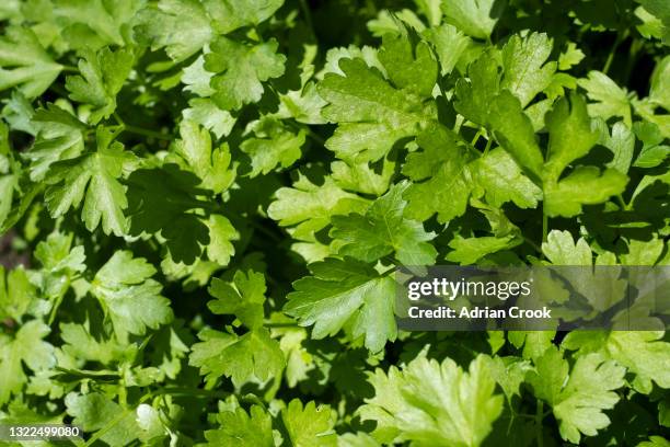 coriander cilantro - コリアンダー ストックフォトと画像