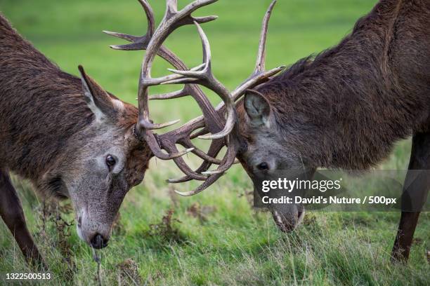 two red deer grazing on the grass,richmond park,richmond,united kingdom,uk - rutting stock-fotos und bilder