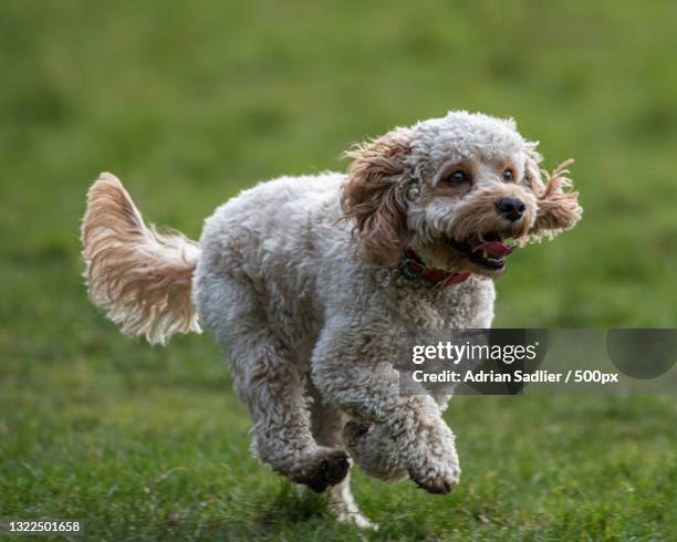 a poodle running in the grass,malahide,ireland - malahide stock pictures, royalty-free photos & images