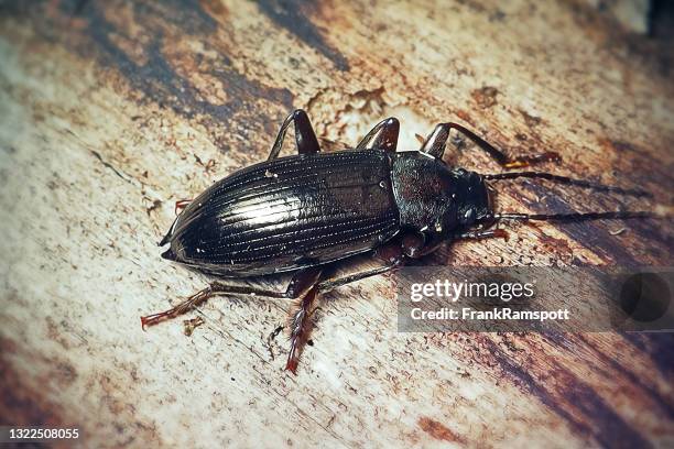 carabus nemoralis bronzen karabijnhaak grond kever insect - beetle stockfoto's en -beelden