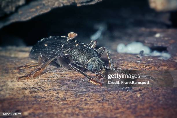 Bronzing Insects Bronze Beetle Photos and Premium High Res Pictures - Getty Images
