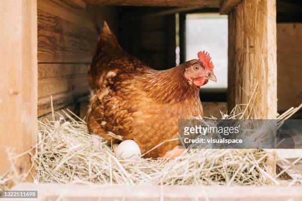 pollo con huevos recién puestos - gallina fotografías e imágenes de stock