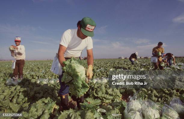 Migrant workers harvest lettuce in agriculture field, January 10, 1985 near Yuma, Arizona.