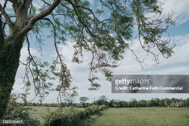 a single overhanging tree in front of a beautiful field - overhangend stockfoto's en -beelden