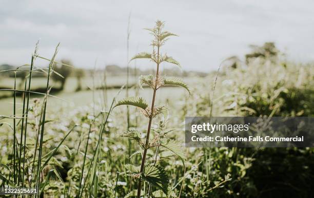 single stinging nettle in sun - weeding stock pictures, royalty-free photos & images