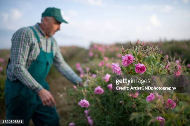 farmer harvesting rosa damascena - damask rose stock pictures, royalty-free photos & images