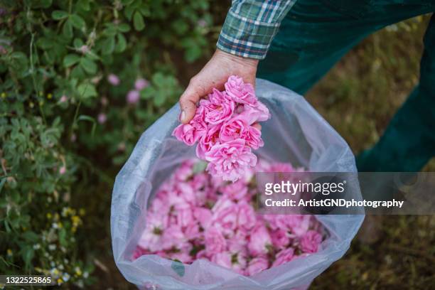 handfull of rosa damascena - damask rose stock pictures, royalty-free photos & images