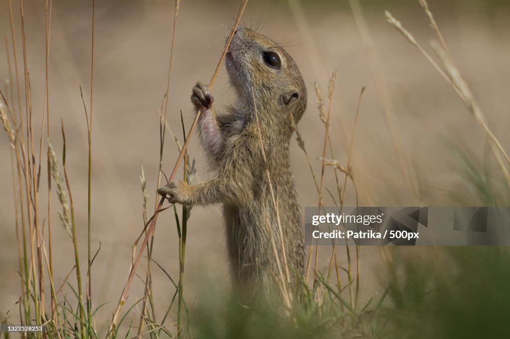Close-up of ground squirrel eating grass