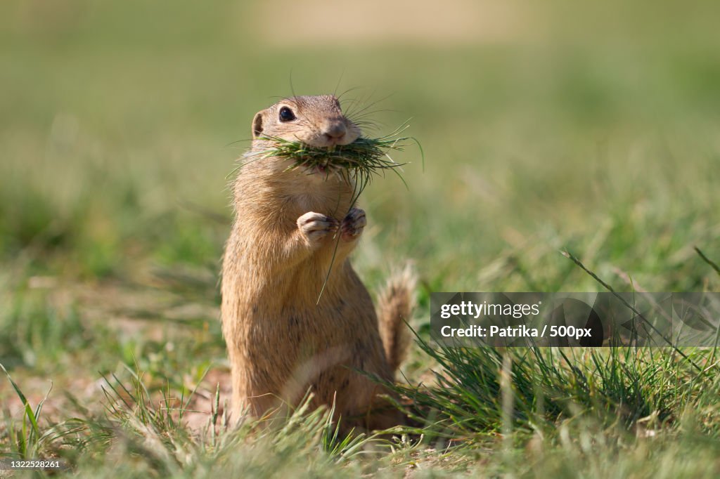 Close-up of ground squirrel eating grass,Czech Republic