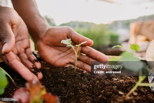 handen die installatie over grondland, duurzaamheid houden. - plant stockfoto's en -beelden