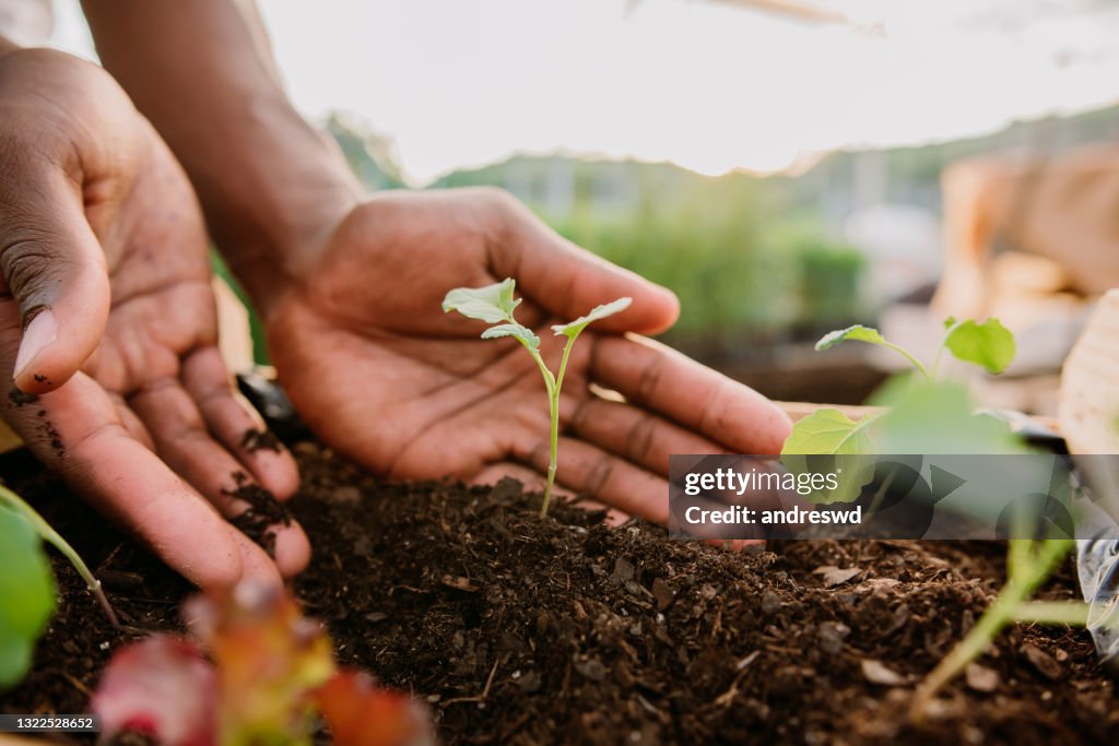 Mãos segurando planta sobre terra do solo, sustentabilidade.