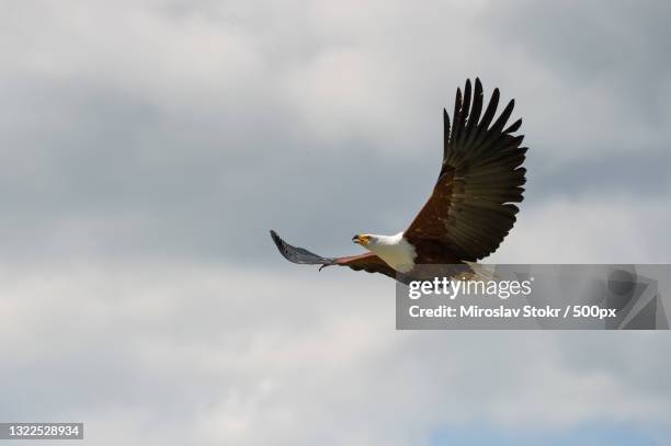 low angle view of eagle flying against sky,andover,united kingdom,uk - bird of prey stock pictures, royalty-free photos & images