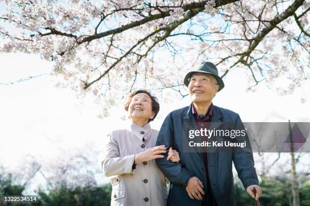 elderly couple under the cherry tree - japanese old man stock-fotos und bilder