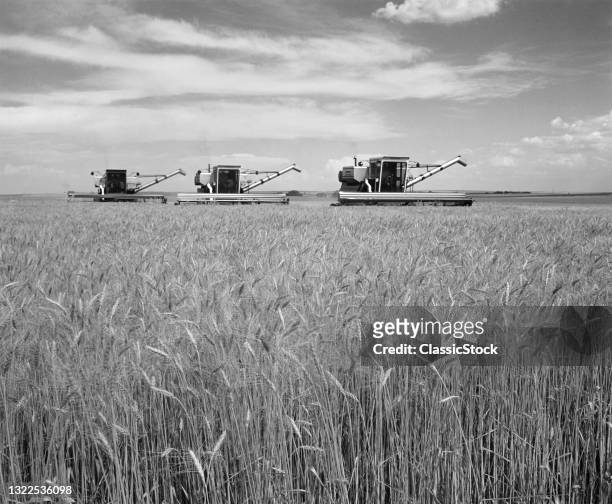 1970s Farming Series Of Three Self Propelled Grain Harvesters Moving Together Through Fields Of Amber Waves Of Wheat.