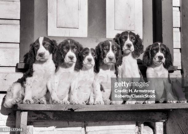 1930s 1940s A Litter Of 6 Springer Spaniel Puppies Posing For A Portrait Looking At Camera.