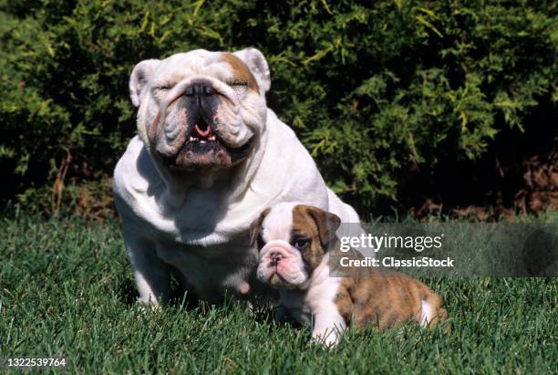 1990s Dogs Portrait English Bulldog Adult And Puppy In Grass Looking At Camera.