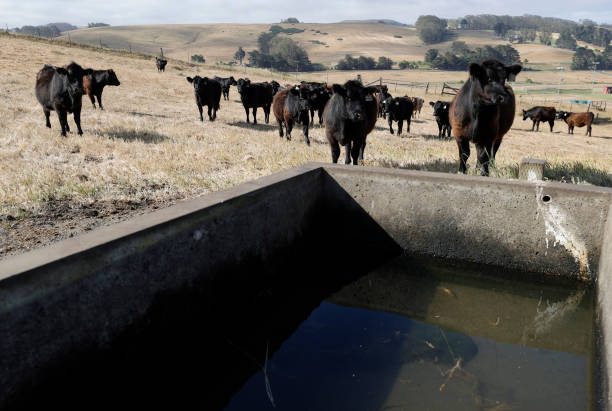 CA: Cattle Ranchers In California Cope With Increasing Drought Conditions