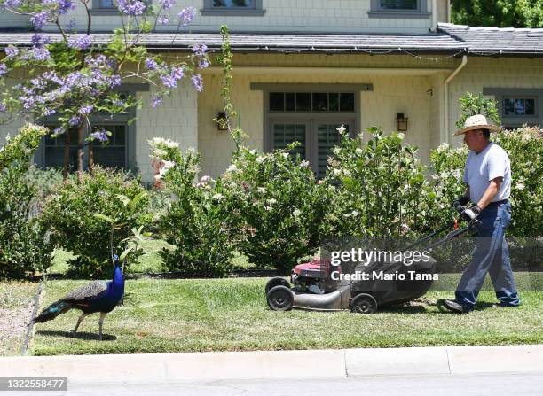 Peafowl walks near a person mowing a lawn on June 8, 2021 in Arcadia, California. Peacocks have recently become a nuisance to some residents in the...