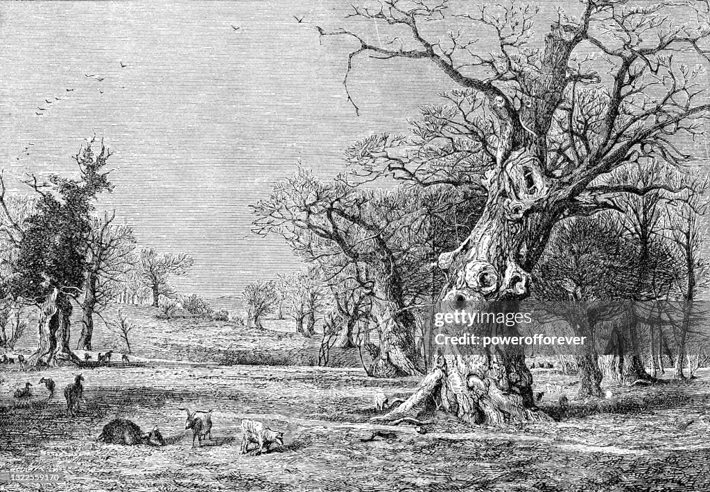 The Original Royal Oak at Boscobel House in Staffordshire, England - 18th Century
