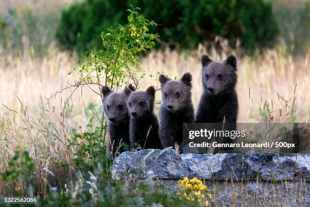 marsican bear cubs in the wild,villalago,laquila,italy - bear cub foto e immagini stock