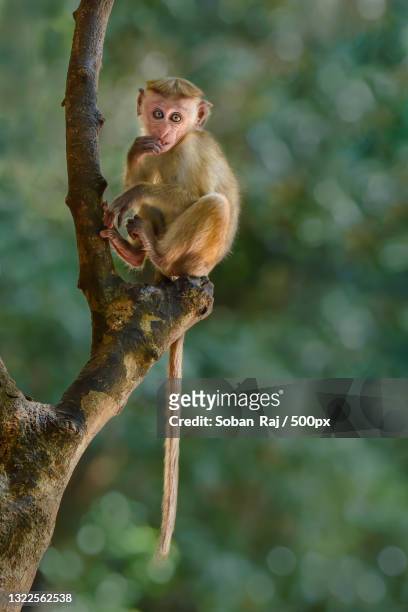 low angle view of macaque sitting on tree,sri lanka - macaque foto e immagini stock
