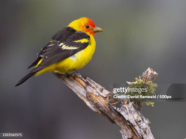 close-up of western tanager perching on branch - piranga ludoviciana stock pictures, royalty-free photos & images