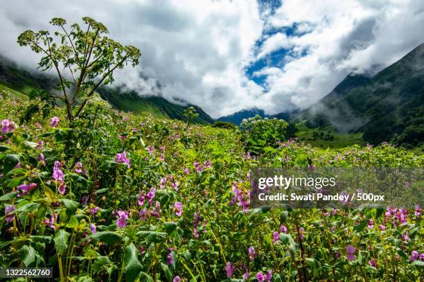 scenic view of flowering plants and mountains against sky,valley of flowers national park,uttarakhand,india - valley of flowers uttarakhand foto e immagini stock