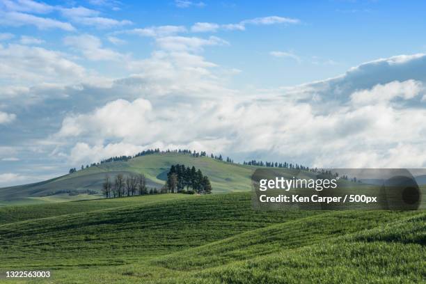 beautiful tea plantation,farmington,washington,united states,usa - farmington mountain stock pictures, royalty-free photos & images