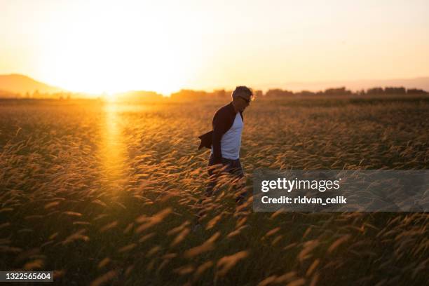 drömfältet - barley bildbanksfoton och bilder
