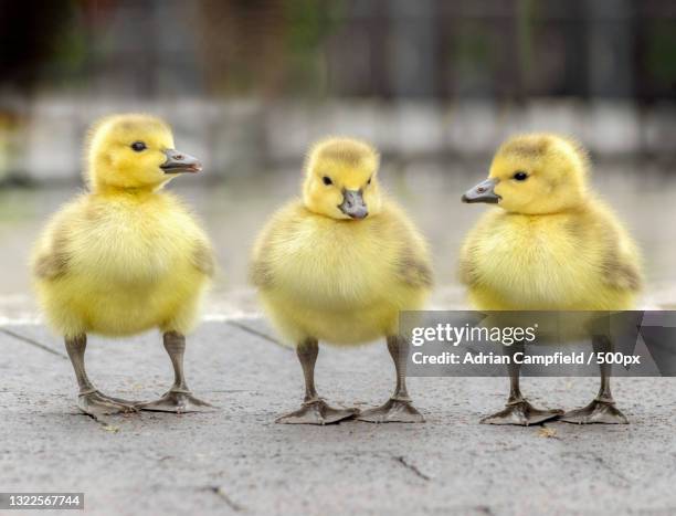 close-up of ducklings,kent,united kingdom,uk - ducklings stock pictures, royalty-free photos & images