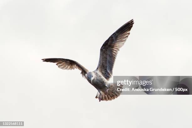 low angle view of seagull flying against clear sky,wassenaar,netherlands - common swift flying stock pictures, royalty-free photos & images