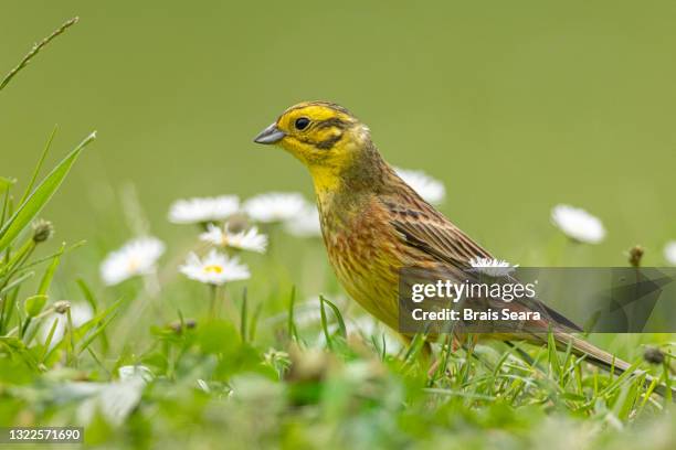 Yellow Hun 734 Yellow Hammer Bird Stock Photos, High-Res Pictures, and Images ...