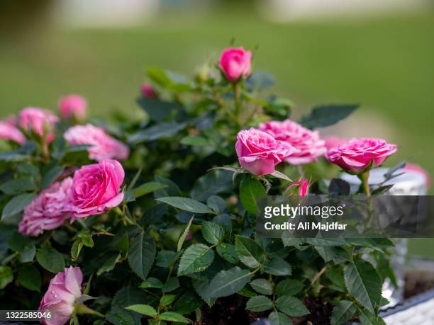 miniature roses - ali rose stock pictures, royalty-free photos & images