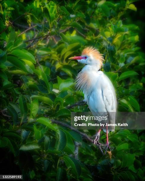 a cattle egret in breeding plumage. - cattle egret fotografías e imágenes de stock