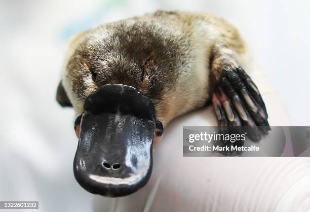 Platypus receives a health check at Taronga Zoo on June 09, 2021 in Sydney, Australia. RSPCA NSW has donated $600,000 to fund a new Platypus Rescue...